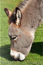 Donkey Grazing on Grass Journal by Animal Lovers Journal