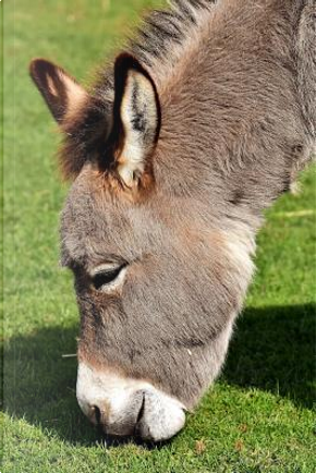 Donkey Grazing on Grass Journal by Animal Lovers Journal