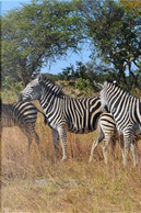 Wild Zebras in Zimbabwe, Africa Journal by Animal Lovers Journal