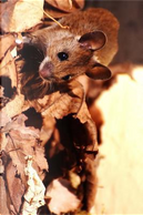 Cute Little Field Mouse and the Leaves of Fall Journal by Animal Lovers Journal