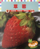 草莓 by 何佳芬