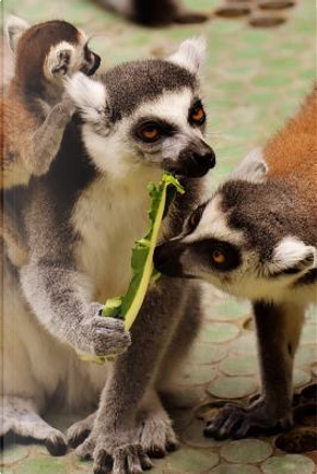 Ring Tailed Lemur Family Journal by Animal Lovers Journal