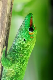 Brilliant Green Madagascar Day Gecko Journal by Animal Lovers Journal