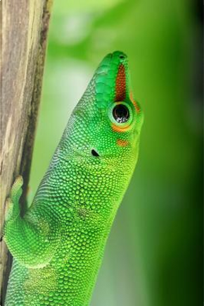 Brilliant Green Madagascar Day Gecko Journal by Animal Lovers Journal