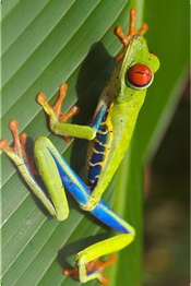 Red Eyed Tree Frog on a Palm Frond Journal by Animal Lovers Journal