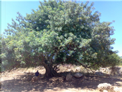 All'ombra dell'albero del sonno by Salvo Figura