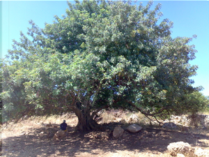 All'ombra dell'albero del sonno by Salvo Figura