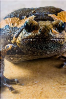 Toad on a Countertop Journal by Animal Lovers Journal