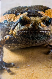 Toad on a Countertop Journal by Animal Lovers Journal