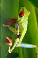 Red Eyed Tree Frog Walking Journal by Animal Lovers Journal