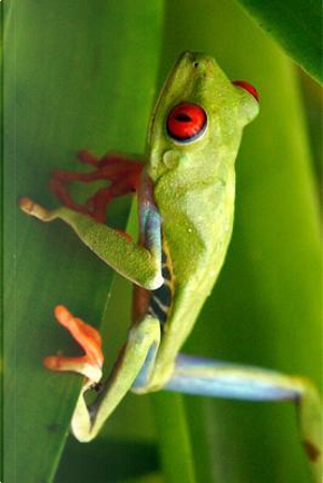 Red Eyed Tree Frog Walking Journal by Animal Lovers Journal