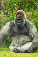 A Silverback Gorilla Relaxing Journal by Animal Lovers Journal