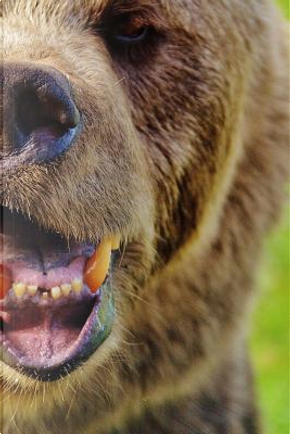 Derpy Looking European-Brown Bear by Animal Lovers Journal