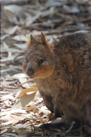 Cute Little Quokka in the Australia Outback Journal by Animal Lovers Journal