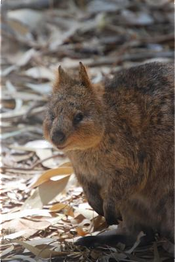 Cute Little Quokka in the Australia Outback Journal by Animal Lovers Journal