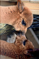Alpacas Whispering to One Another Journal by Animal Lovers Journal
