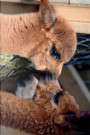 Alpacas Whispering to One Another Journal by Animal Lovers Journal