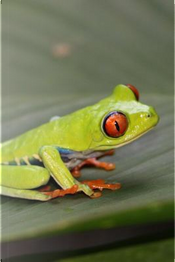 Tiny Red Eyed Tree Frog Journal by Animal Lovers Journal