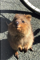 Cute Little Quokka Standing by a Bicycle Journal by Animal Lovers Journal
