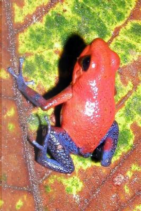 Strawberry Poison Dart Frog Journal by Animal Lovers Journal
