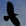 Huginn & Muninn