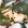 少女革命 - 百合同好會