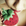 Fragola