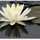 Fiore di loto