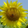 sunny