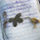 ✿ Miradou ✿