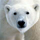 Ursus Polaris