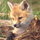 Kate.Foxie
