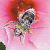 ApettaVale