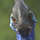 Pongimor