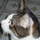 Piscycat