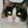 Morgana la gatta