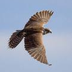 saker