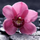 Orchidea