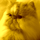 Buxy
