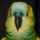 Birdalec
