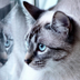 chat