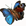 Inachis Io