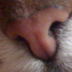 Banshe