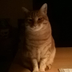 Massimo