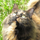 Bastet