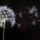 SeedintheWind