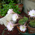 FioreDiCactus