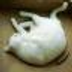 Foolcat Vincent