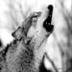 LoneWolf