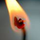 Flor de Luna